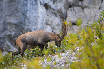 Steinbock frisst in Deutschen Alpen 