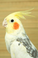 A yellow corella parrot with red cheeks and long feathers