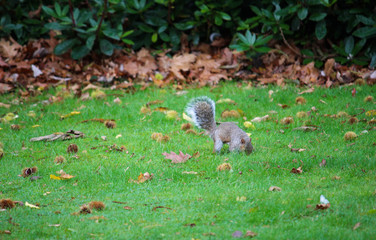 Squirrel burying chestnut