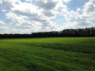Green field illuminated by the solar rays