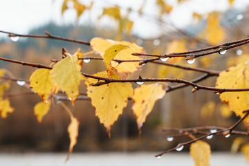 Rain. Drops on birch branches. Yellow leaves.