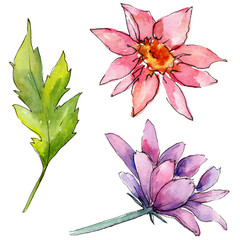 Wildflower aster flower in a watercolor style isolated. Full name of the plant: aster. Aquarelle wild flower for background, texture, wrapper pattern, frame or border.