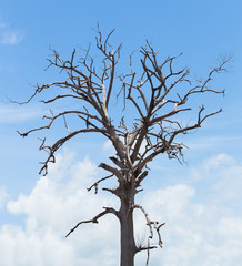 Dead tree with sky and cloud,  halloween theme