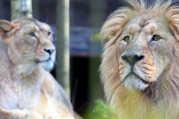 Asian lions (Panthera leo persica) couple, also known as the Asiatic, Indian or Persian lion.