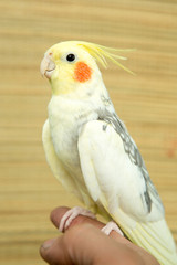 A yellow corella parrot with red cheeks and long feathers