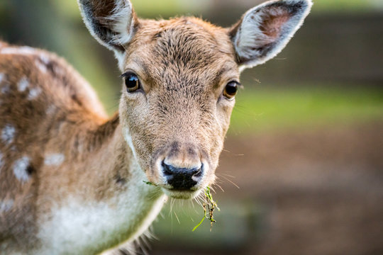 Damwild Bock Kopf