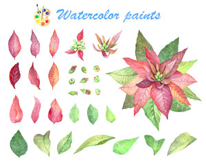Set of Christmas flowers Poinsettia.