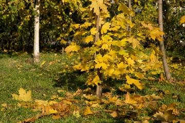 autumn park, on the maple leaves of fallen on green grass lies hoarfrost. The dawn, the sun's rays, are drowning the snow. Last warm days.