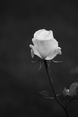 Single White Rose on black