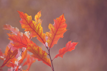 Autumn leafs background