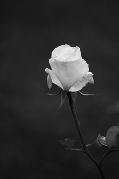 Fototapeta Single White Rose on black