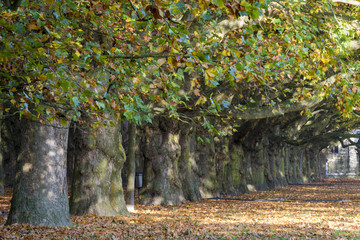 autumn alley of plane trees in park in Szczecin, Poland
