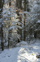 coniferous forest in the snow. The sun in the winter forest