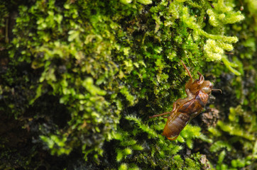 moss is on the tree