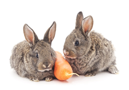 Young rabbits that eat carrots.