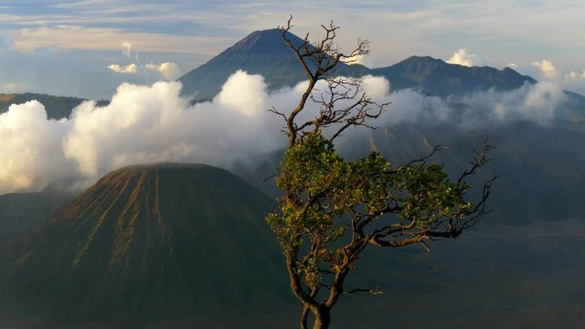 Morning landscape with Bromo volcano, tree and clouds.  East Java, Indonesia
