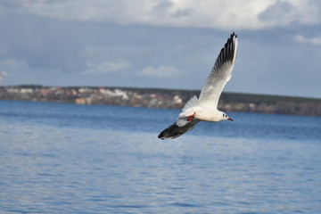 Fototapeta premium Flying Seagull