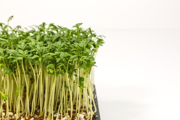 fresh sprouts of garden cress