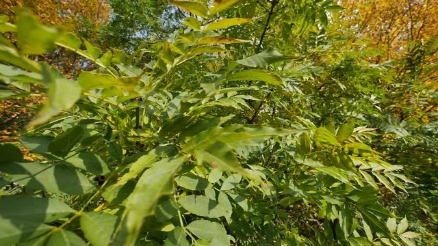 Camera movement around branches of a tree in slow motion