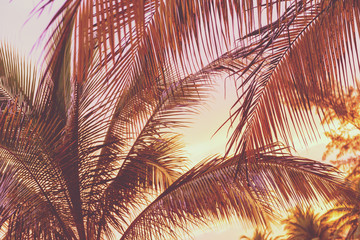 Retro Sunset On Palm Trees