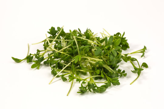 fresh sprouts of garden cress
