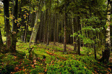 Bäume im Wald im Herbst
