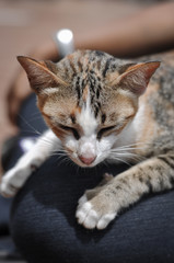 Portrait of sweet sleep cat