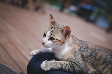 Naklejka premium Portrait of sweet cat