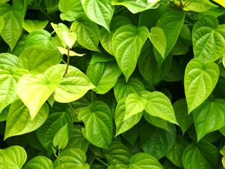 Naklejka na ściany i meble Green leaf background