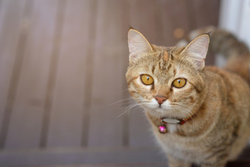 Obraz premium A healthy short hair cat looking up with soft lighting wooden floor background. Patched color cat looking something