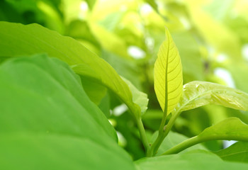 A green leaf in garden soft lighting background