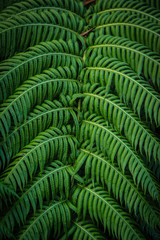 Green leaves on dark background, nature summer forest plant concept