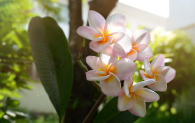 Thai Frangipani flower in garden with soft lighting background