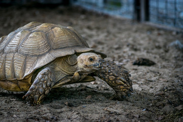 Giant Tortoise