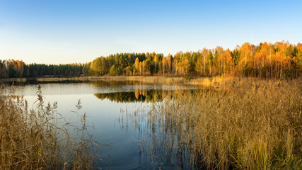 осенний пейзаж на берегу реки с лесом и камышом...