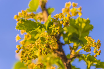 blossom of currents