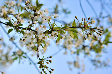 Blooming branch of plum tree