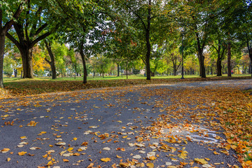 Walkway in the park covered with fallen leaves