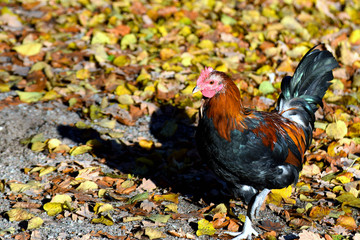 Cock or rooster, domestic chicken (Gallus gallus domesticus) walking. Colorful autumn leaves on the ground.