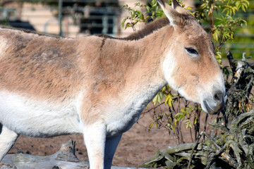 Turkmenian kulan (Equus hemionus kulan), also called Transcaspian wild ass, Turkmenistani onager or simply the kulan. 