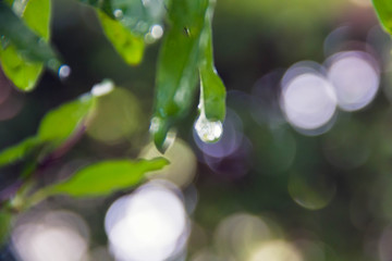 Closeup water drops on green leave - Powered by Adobe