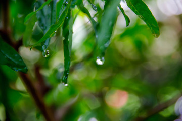 Fototapeta na wymiar Closeup water drops on green leave