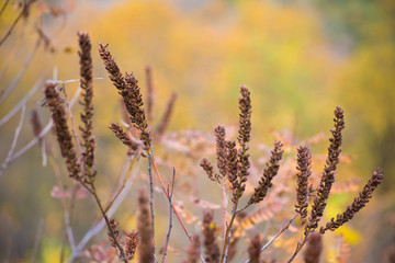 Blurry grass for Background