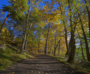 Tall trees in autumn