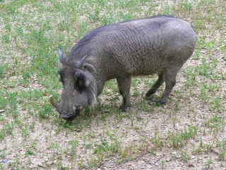 Warthog