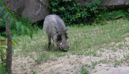 Fototapeta premium Warthog