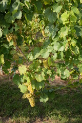 Vignes de raisin blanc