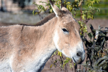 Turkmenian kulan (Equus hemionus kulan), also called Transcaspian wild ass, Turkmenistani onager or simply the kulan. 