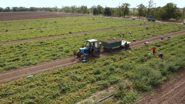 An impressive bird`s eye shot of the tomato plants and people picking tomatoes and putting them in wooden boxes of a trailer. The drone is flying over the tractor 