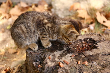 homeless kitten eating
